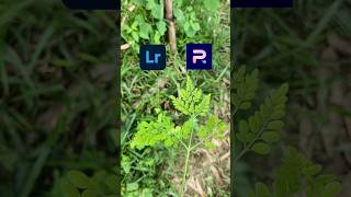 Blur image backgroundMobile photo editing tutorial Lightroom colour grading shorts viralvideo [upl. by Hazelton]