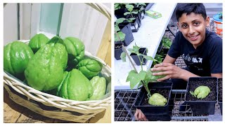 Planting Chayote from Store bought fresh fruits  How To Grow Chow Chow at home [upl. by Aetnuahs]