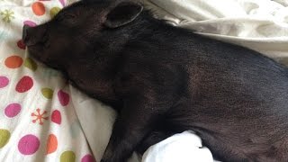 Baby Mini Pig Falls Over for Belly Rub [upl. by Yelrahc716]