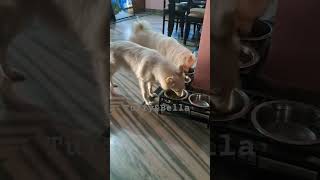 TuffyampBella Lunch time dog doglover pets shortvideo [upl. by Nauqyt]