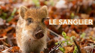 Le sanglier [upl. by Roxanne]