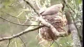 Noisy Friarbirds Leatherheads nesting [upl. by Ayote693]