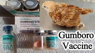 IBD Vaccine  Infectious Bursal Disease Vaccine  Gumboro D78  Gumboro Cold Strain  Dr ARSHAD [upl. by Drazze]