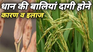 dirty panicle in rice solution।dhaan ki baliyan dagi hone ka Karn। धान की बालियां पर भूरे रंग धब्बे। [upl. by Acenahs]