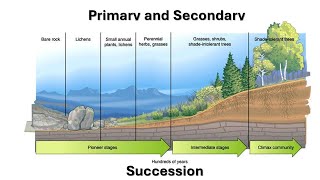 From Bare Rock to Lush Forest The Journey of Ecological Succession Primary and Secondary [upl. by Llyrad]