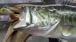 Largemouth Bass Fish Mount Replica by Coast to Coast Fish Mounts [upl. by Lucier]