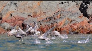 1000s of birds in Panama Frigate Blue Footed Booby Brown Booby Pelican Bona Island [upl. by Jeremy171]