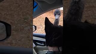 Ostrich attack shortsfeed shortvideo shorts trending tamilshorts kozuthakutty ostrich [upl. by Leoline]