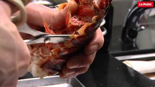 Le homard en pince pour les topinambours [upl. by Ronica892]