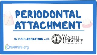 Periodontal Attachment in Collaboration w Western University [upl. by Paige]