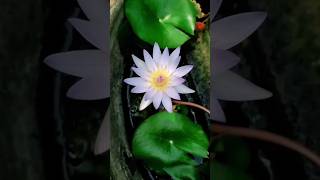 Balinese Lotus pond  loto art lotus nature bali [upl. by Anauq852]