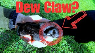 What Is A Dew Claw Why Does my Great Dane Have Dew Claws Dog [upl. by Hines56]