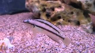 Telmatochromis vittatus  Tanganyika Planet [upl. by Ariom]