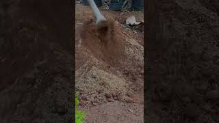 Aralia plant reporting  aralia plant care malayalam plantcare shorts aralia [upl. by Haeli920]