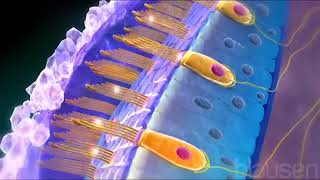 Utricle and Saccule balance and equillibrium semicircle canals [upl. by Emmeline]