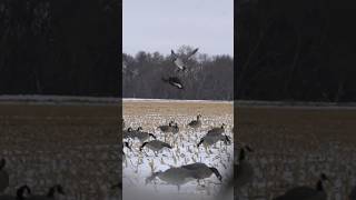 Backpedaling in the decoys hunting outdoors goosehunting [upl. by Auahsoj]