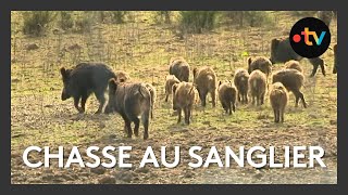 Chasse  le sanglier dans la ligne de mire [upl. by Dihsar222]