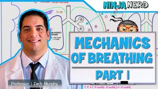 Respiratory  Mechanics of Breathing Pressure Changes  Part 1 [upl. by Ylrebme334]