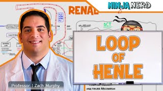 Renal  Loop of Henle [upl. by Nayra]