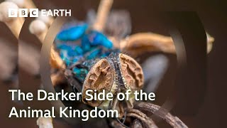 The Darker Side of the Animal Kingdom  Bad Natured Full Series  BBC Earth [upl. by Cutlor]