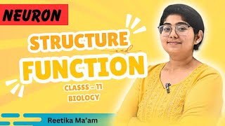 Neuron  Structure and function  Class 11 Biology  THE MARKER [upl. by Fara]