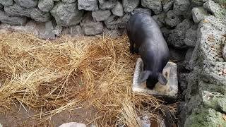 Jeju Folk Village Black Pig Poop Part 1 [upl. by Ettennod346]