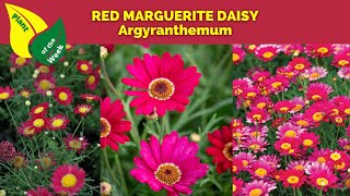 RED MARGUERITE DAISY  Argyranthemum [upl. by Iahs]