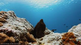 Octopus Camouflaging Against Rocks  4K Wildlife Footage [upl. by Worra]