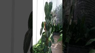 Philodendron Melanochrysum Apoie o seu próximo Este é um vídeo sobre o amor plantas suporte [upl. by Bensky460]