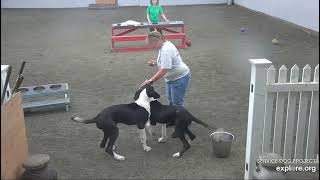 Arena Brekkies DonnaC Lynn IL Minnie n Mickey 662024 exploreorg [upl. by Ardnosac]