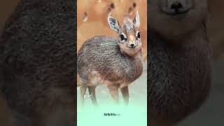 quotMeet the Tiny DikDik The Miniature Antelope with a Big Heart 🦌❤️ wildlifeinfo animals [upl. by Eustashe]