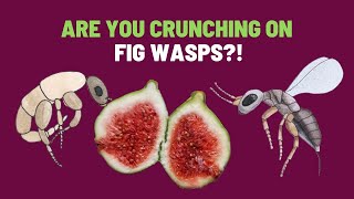 The Truth About Wasps Inside a Fig Syconium  Fig Wasp Life Cycle [upl. by Rooker]