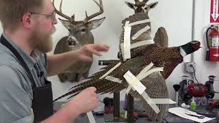 Flying Pheasant Complete Taxidermy Course step by step  12 setting tail and wings [upl. by Lipson]