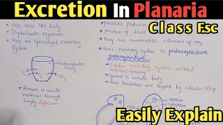 Excretion in planaria  Protonephridium  Flame Cell  Class 12 Biology [upl. by Chadwick395]