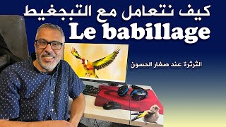 كيف نتعامل مع صغار الحسون عند التبجغيط أو الثرثرة Le babillage [upl. by Neeruan]