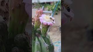 Stenocereus stellatus flowers but I have no pollen to pollinate them I need a hero😅🌵 [upl. by Assenej]