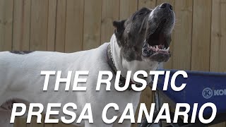 THE PRESA CANARIO DOG YOU DIDNT KNOW WAS A PRESA [upl. by Lertsek]