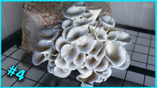 🍄 4 Essai de culture du PLEUROTE BLEU Pleurotus columbinus [upl. by Leahcimed]