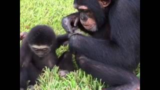 Gibbon and Chimpanzee Playing Together  Myrtle Beach Safari [upl. by Asoj]