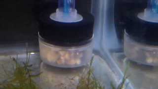 Aquatop Classic Sponge Filter [upl. by Atlee797]