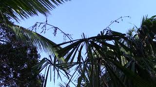 Licuala spinosa Mangrove Fan Palm with ripe fruit [upl. by Wamsley]