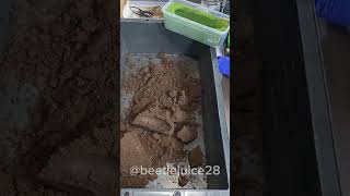 How to Grow Beetles shortvideo asmr satisfying beetle farming [upl. by Buskus]