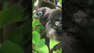 Blue faced Malkoha [upl. by Alimaj]