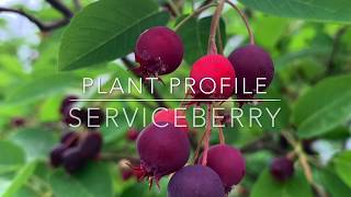 Serviceberry Plant Profile [upl. by Betsey]