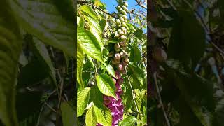 Digitalis Purpurea flowers short 🌺 [upl. by Nonac252]