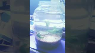 Aquarium new build up glass jar  Dirted walstad method  plantedaquarium natural aquatic [upl. by Izogn2]