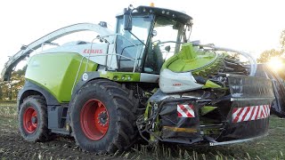 Claas Jaguar 990  Mais Silage 2022  Claas Axion 930 amp Krone TX 560  Corn Silage Season 2022 [upl. by Ocimad]