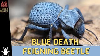 Introduction to BLUE DEATH FEIGNING BEETLE Insect Profile Asbolus verrucosus [upl. by Papert537]