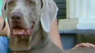 Weim Rescue Success Stories [upl. by Symon]