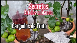 Secretos para tener árboles Frutales en maceta Cargados de Fruto y Flor  Aquí te los explico [upl. by Gettings]